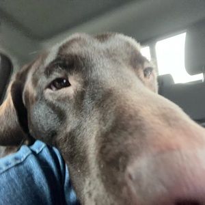 Meet your Posher, Noelle